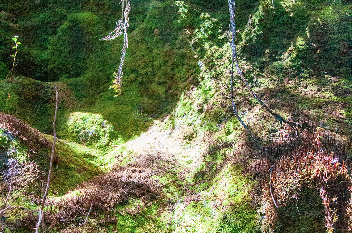 Mossy Forest in the Cameron Highlands