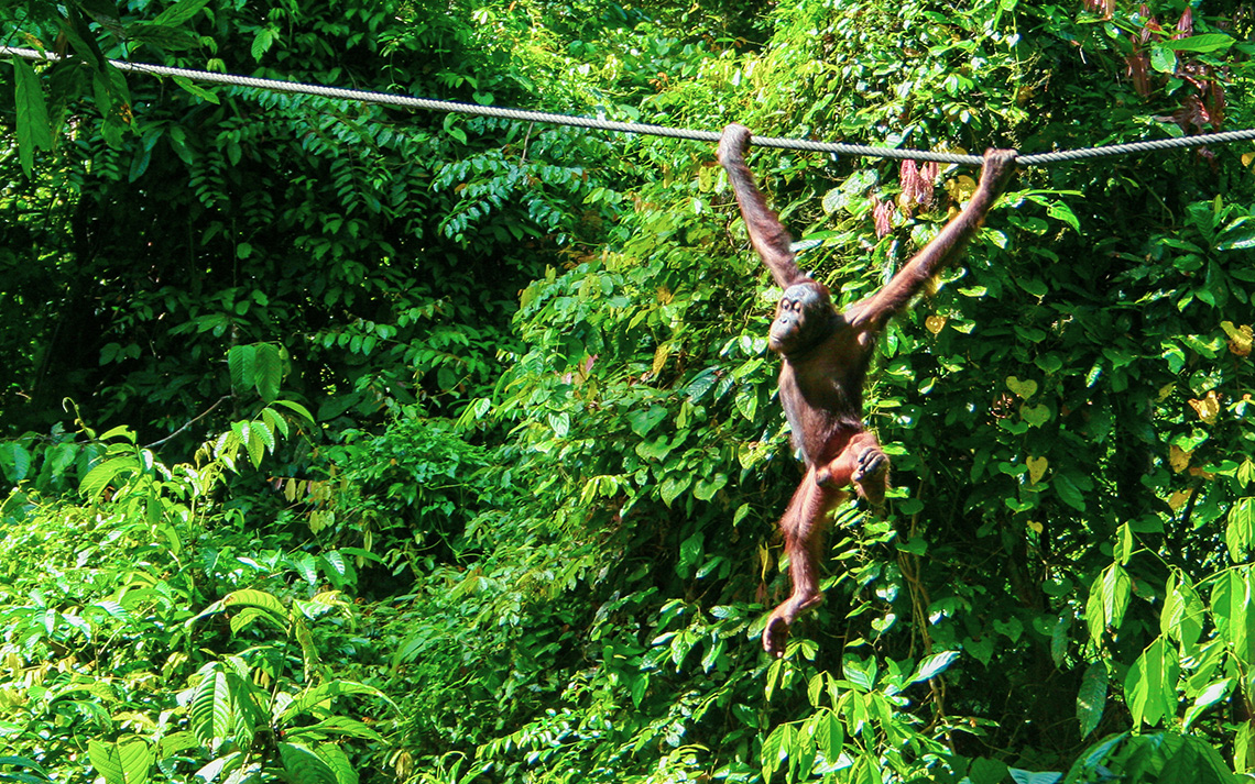 Sepilok Orangutan Rehabilitation Centre