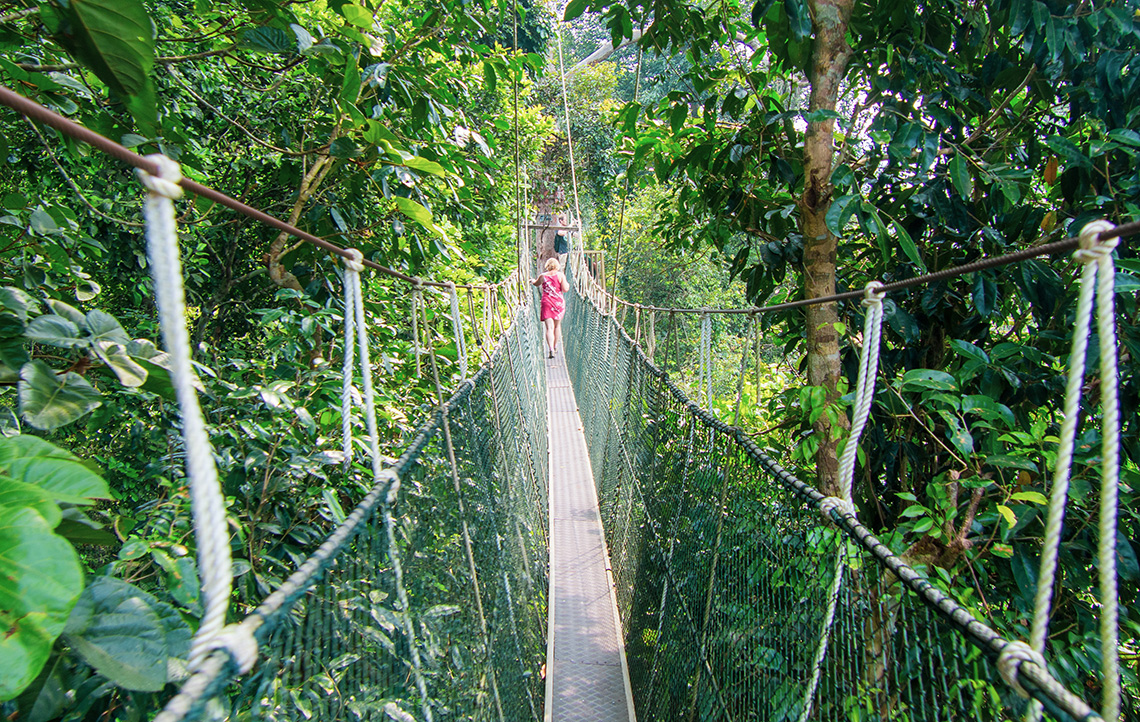 Taman Negara Tropical Rainforest