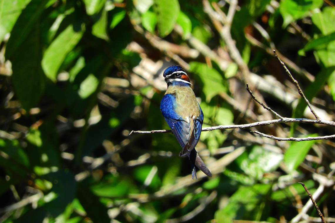 Rompin State Park Whiskered Treeswift