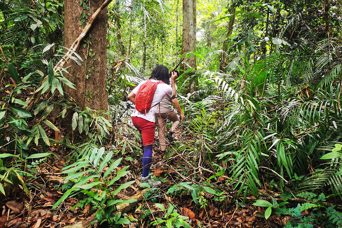 Rompin State Park Jungle Trekking