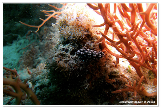 Diving at Sibuan Island in Malaysia