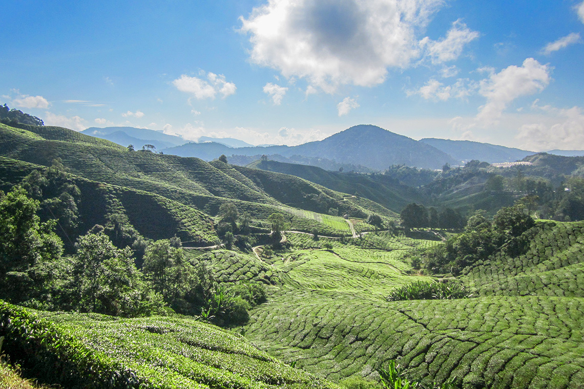 Cameron Highlands