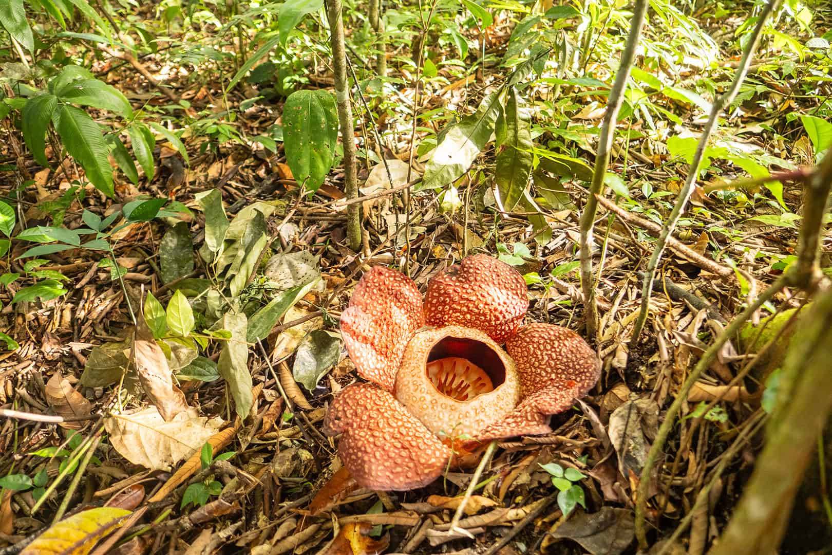 Kinabalu National Park