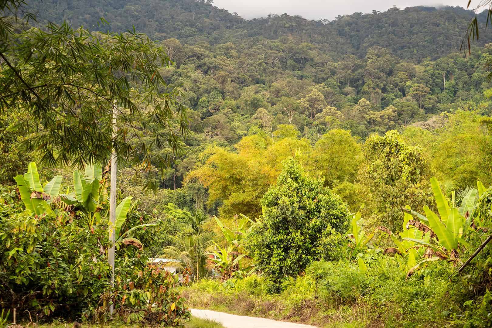 Kinabalu National Park