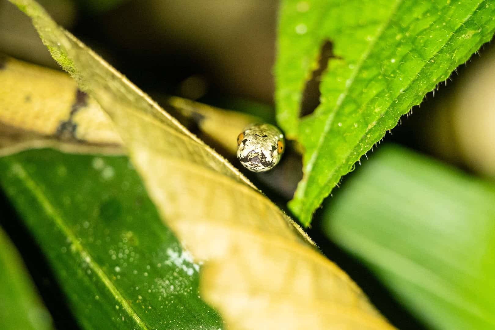 Kinabalu National Park
