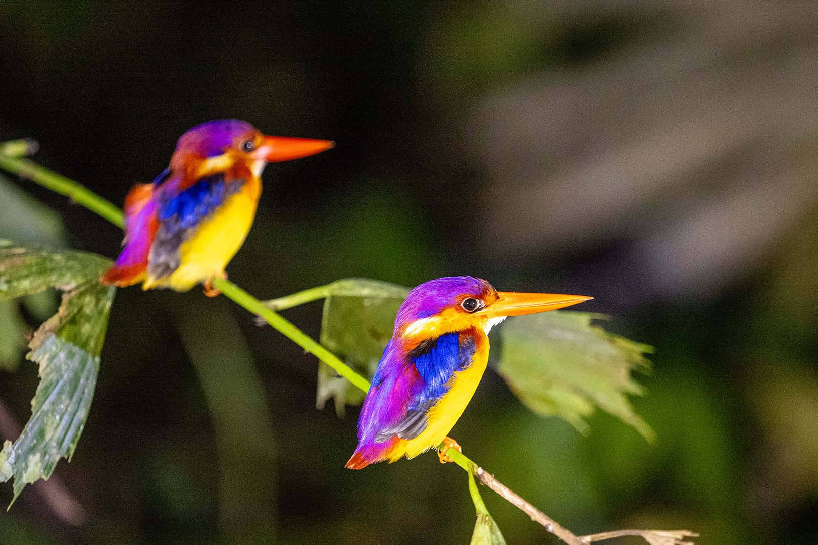 Kinabalu National Park