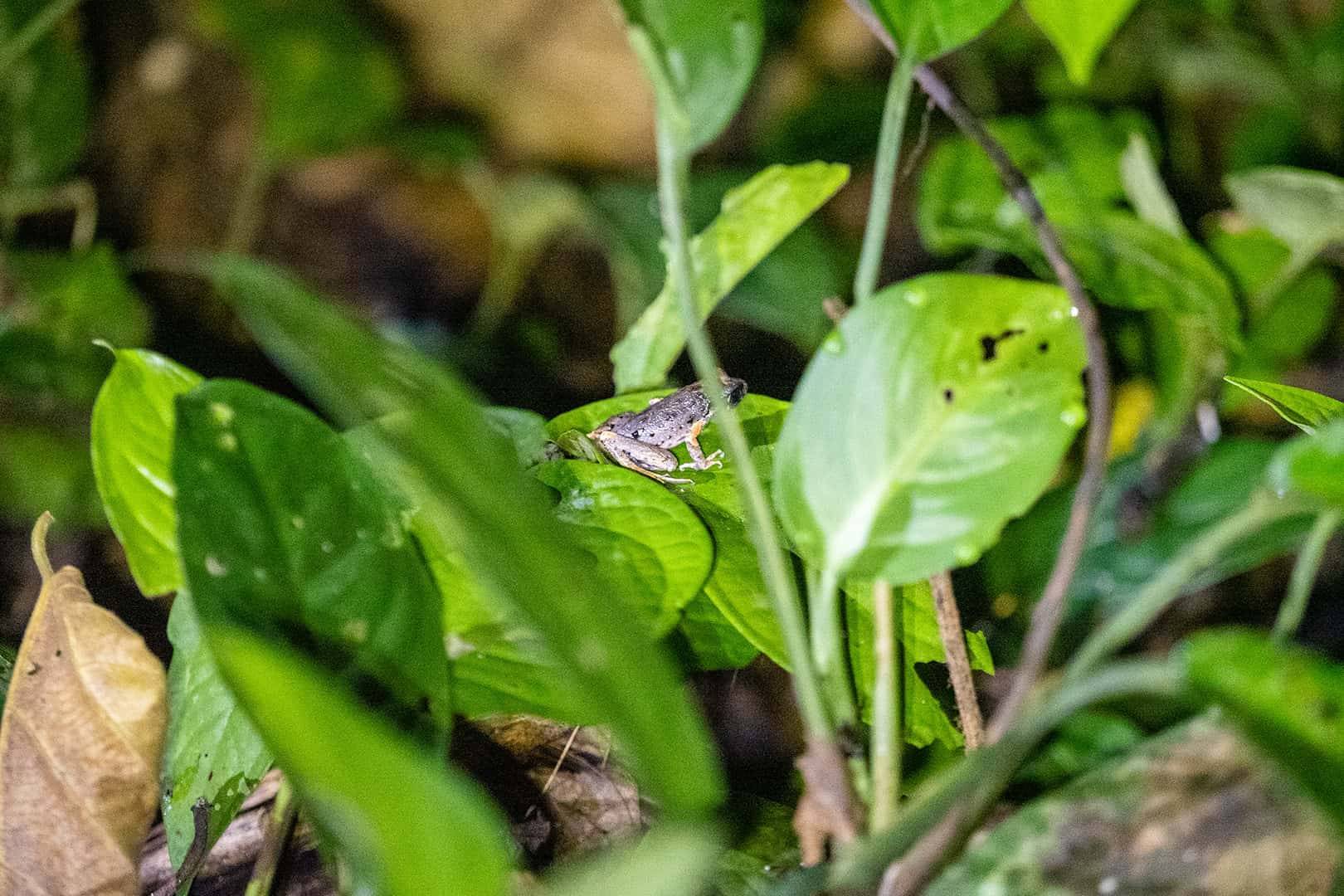 Kinabalu National Park
