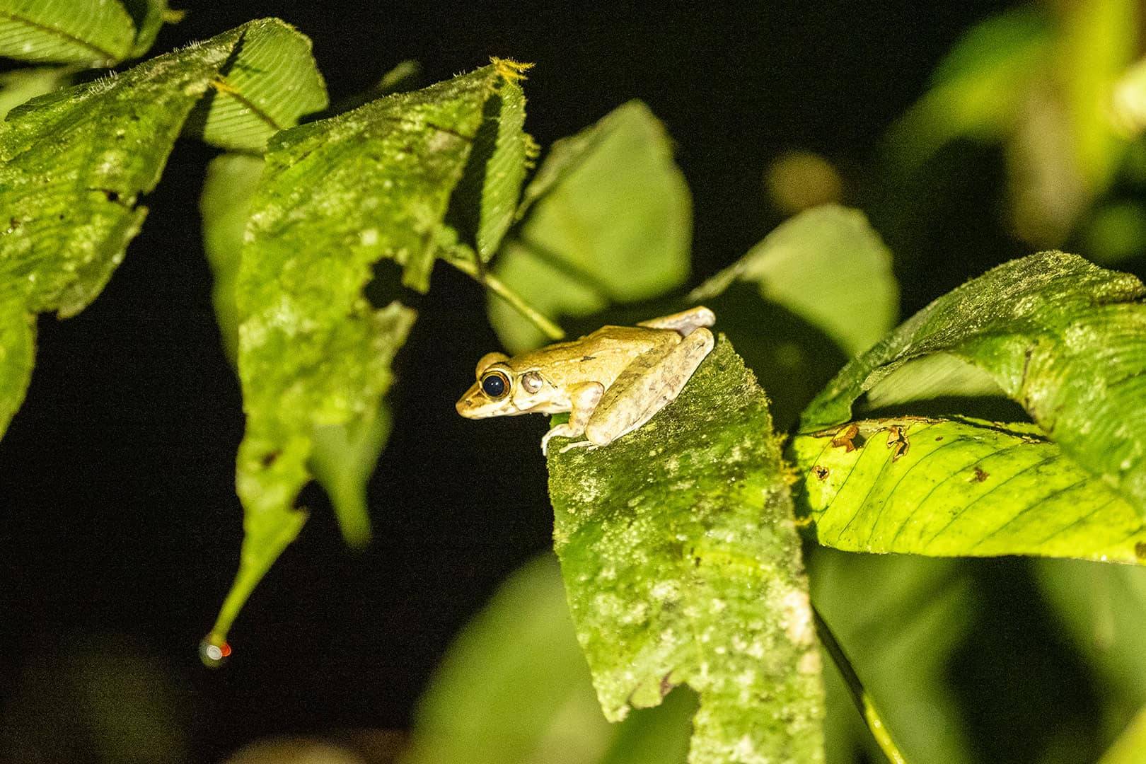 Kinabalu National Park