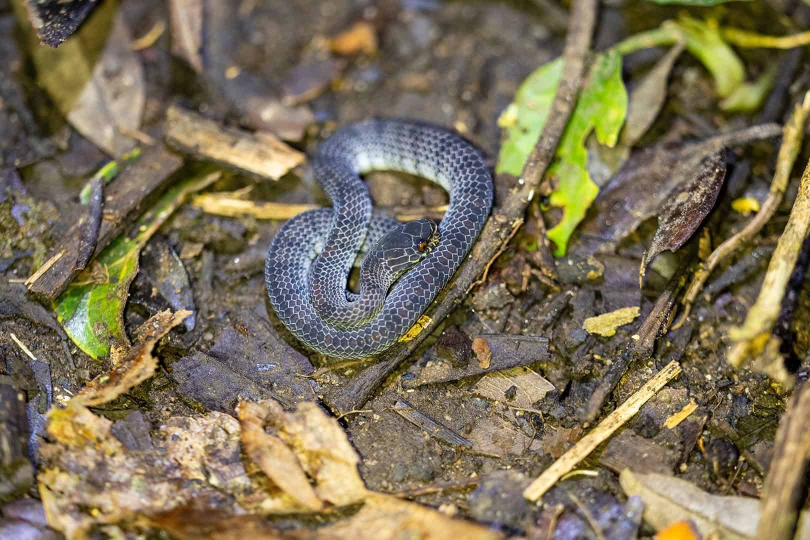 Kinabalu National Park