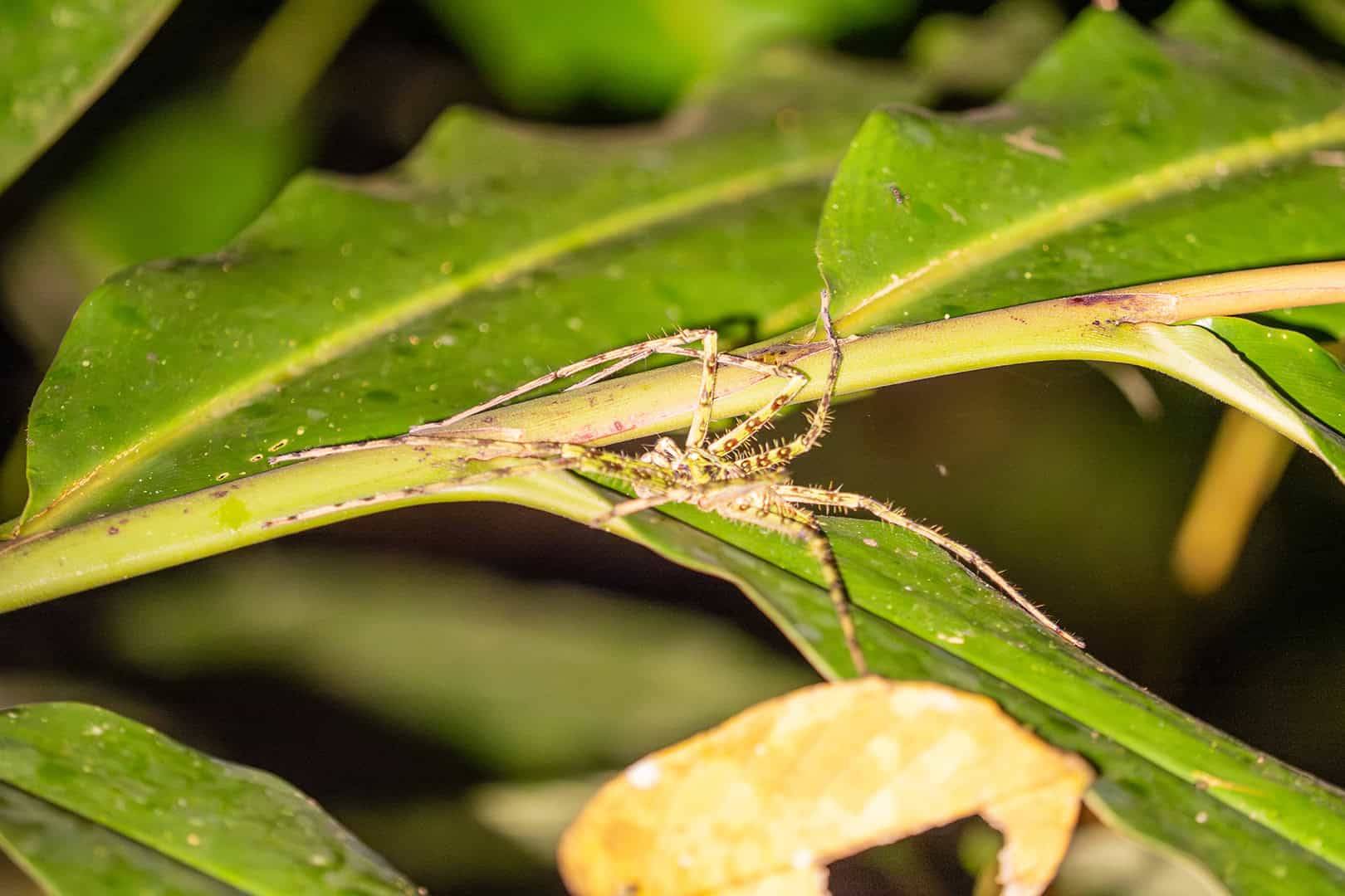 Kinabalu National Park