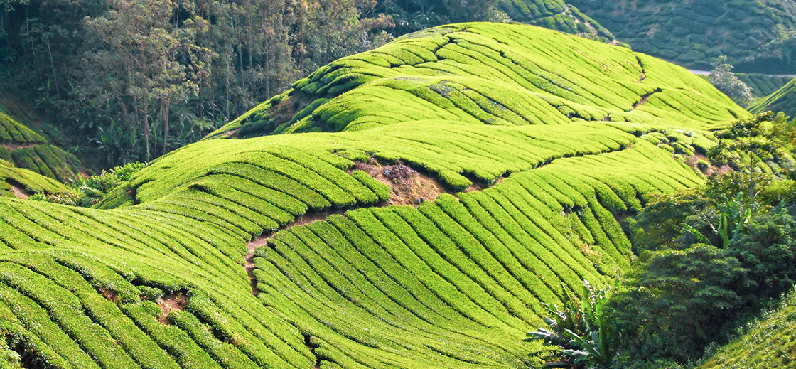 Cameron Highlands