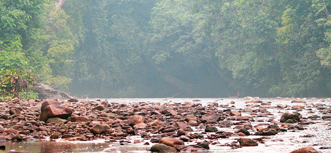 Taman Negara