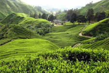 Cameron Highlands nearby Ipoh