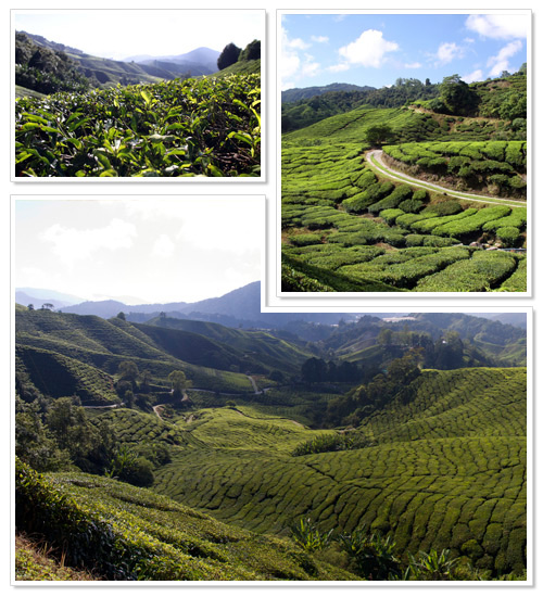 Sungai Palas BOH Tea Estate