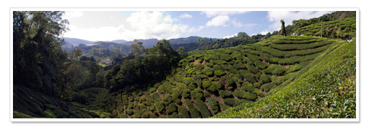 Cameron Highlands Panorama 1