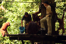 Orangutan Wildlife Center in Sepilok Sabah