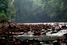 River at Taman Negara National Park