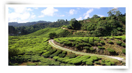 Cameron Highlands