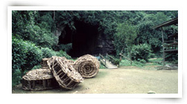 Gomantong Caves