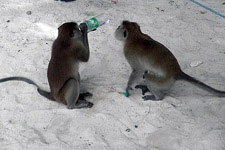 Monkeys drinking water from a bottle