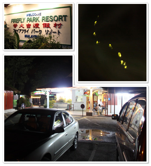 Firefly tour at Kuala Selangor