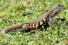 Butterfly Lizard Langkawi