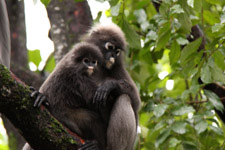 Silver Leaf monkeys Langkawi