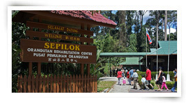 Orangutan Rehabilitation Center in Sepilok