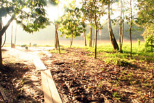 Morning sunrise at Kinabatangan River