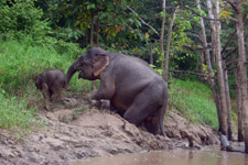 Pygmy Elephant with youngster at Kinabatangan River Cruise