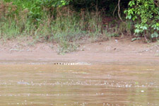 Crocodile along the river banks at Kinabatangan River