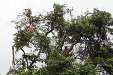 Proboscis Monkeys spotted at Kinabatangan River Cruise