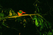 Sleeping Kingfisher at Kinabatangan River Night Cruise