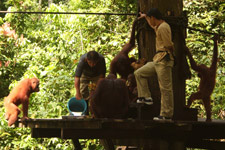 Feeding time at Sepilok Orangutan Rehabilitation Centre