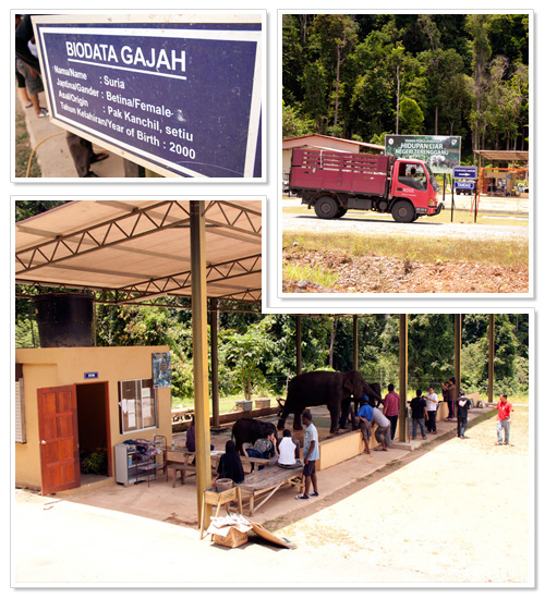 Sungai Ketiar Elephant Sanctuary 1