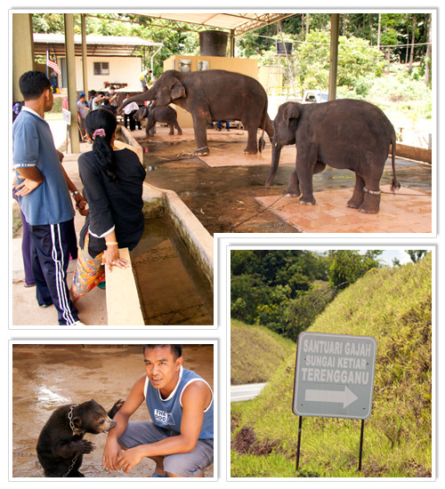 Sungai Ketiar Elephant Sanctuary 2