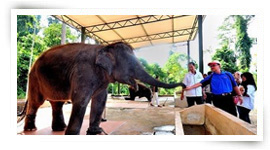 Sungai Ketiar Elephant Sanctuary