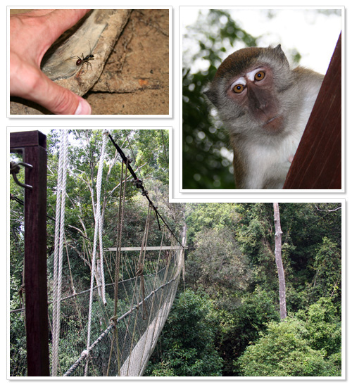 Taman Negara National Park Malaysia 1