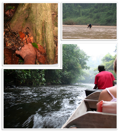 Taman Negara National Park Malaysia 3