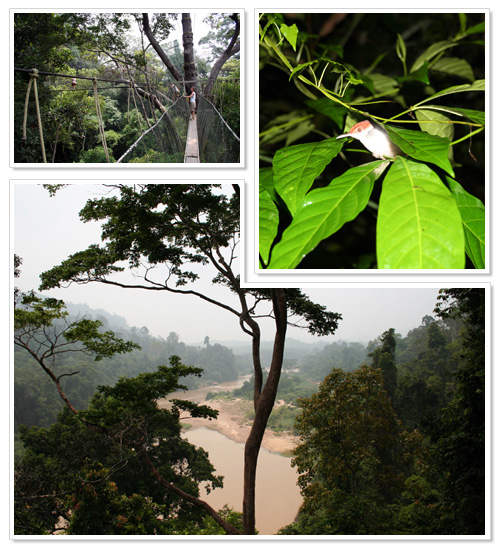 Taman Negara National Park Malaysia 4