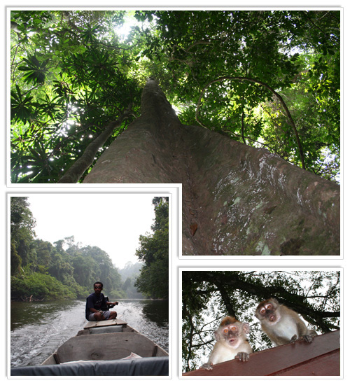 Taman Negara National Park Malaysia 5