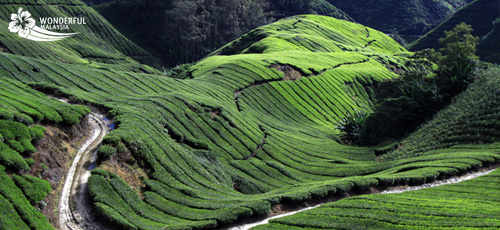 Cameron Highlands