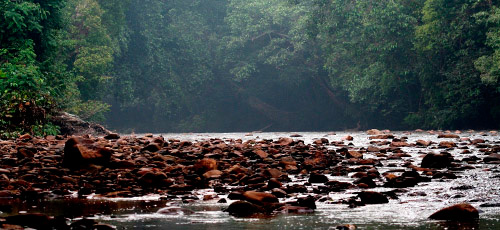 Taman Negara