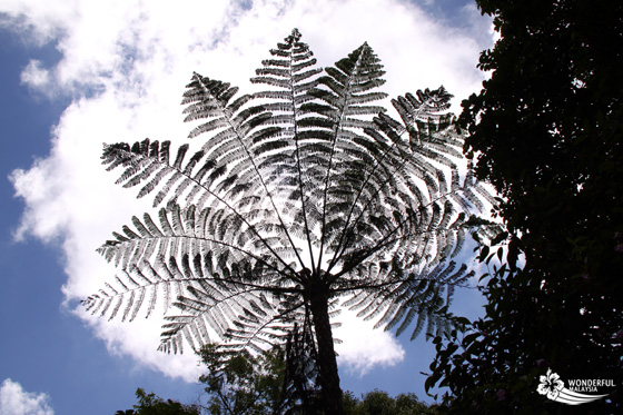 beautiful-leaves-in-the-sky