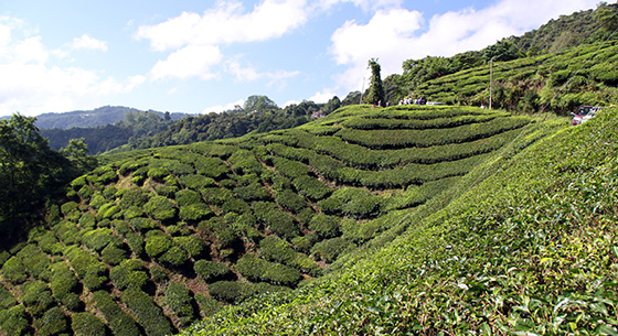 cameron-highlands