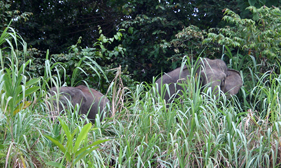 wildlife-malaysia