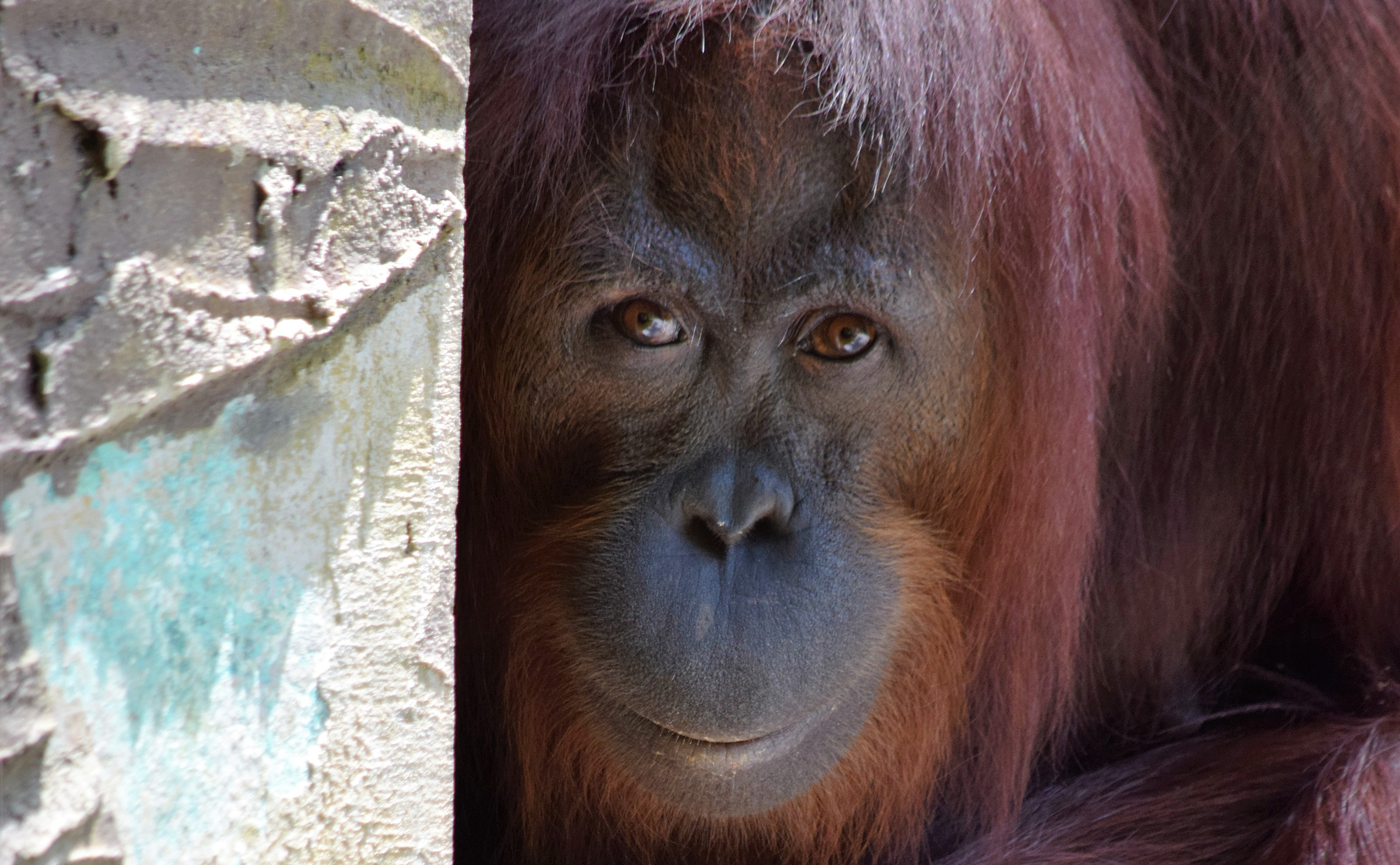 Orangutan in Borneo