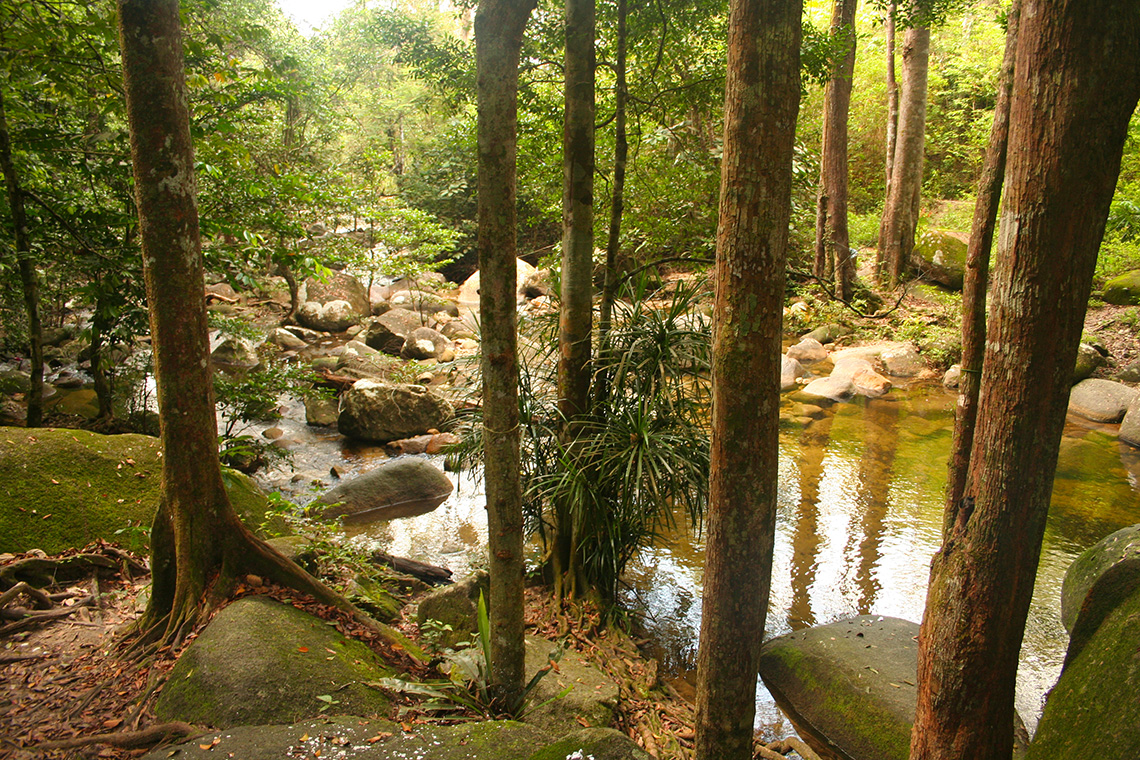malaysian jungles