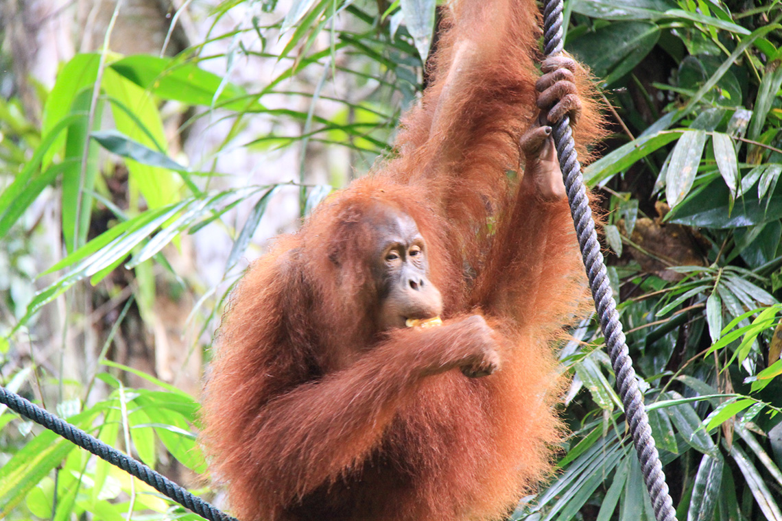 Orangutan